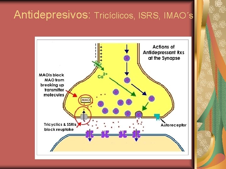 Antidepresivos: Tricíclicos, ISRS, IMAO´s 
