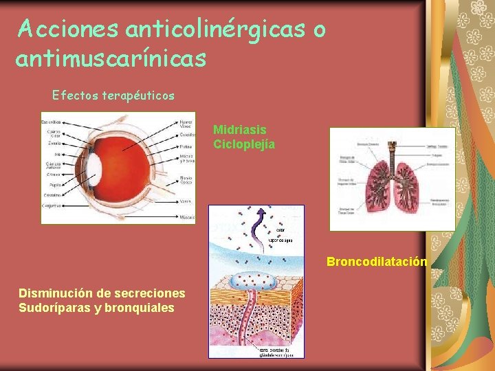 Acciones anticolinérgicas o antimuscarínicas Efectos terapéuticos Midriasis Cicloplejía Broncodilatación Disminución de secreciones Sudoríparas y
