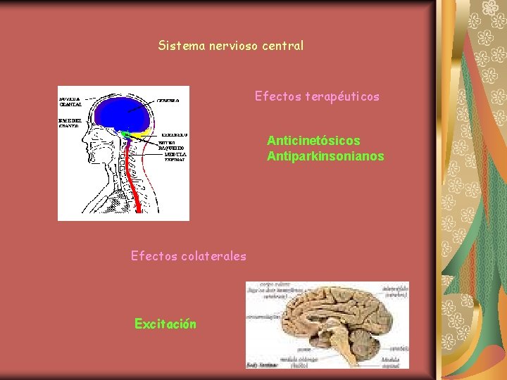 Sistema nervioso central Efectos terapéuticos Anticinetósicos Antiparkinsonianos Efectos colaterales Excitación 