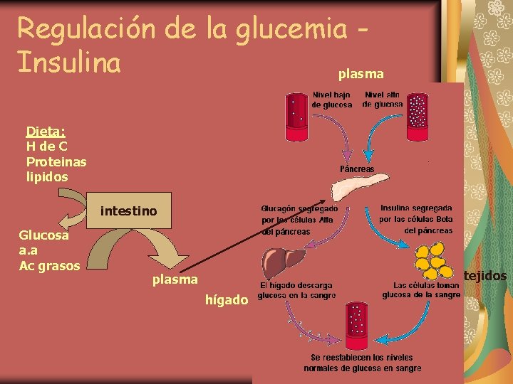 Regulación de la glucemia Insulina plasma Dieta: H de C Proteinas lipidos intestino Glucosa