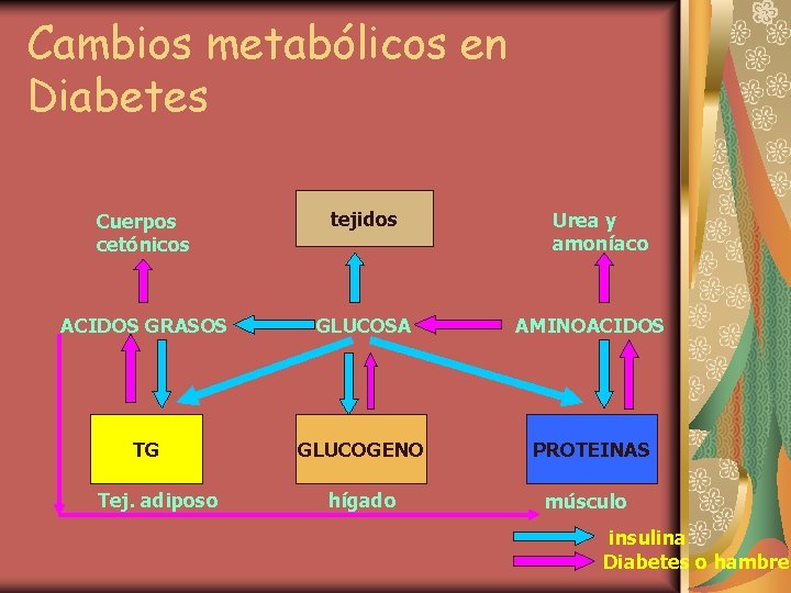 Cambios metabólicos en Diabetes Cuerpos cetónicos tejidos ACIDOS GRASOS GLUCOSA AMINOACIDOS TG GLUCOGENO PROTEINAS