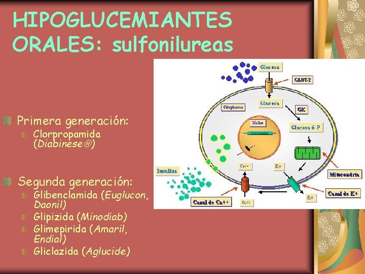 HIPOGLUCEMIANTES ORALES: sulfonilureas Primera generación: Clorpropamida (Diabinese ) Segunda generación: Glibenclamida (Euglucon, Daonil) Glipizida