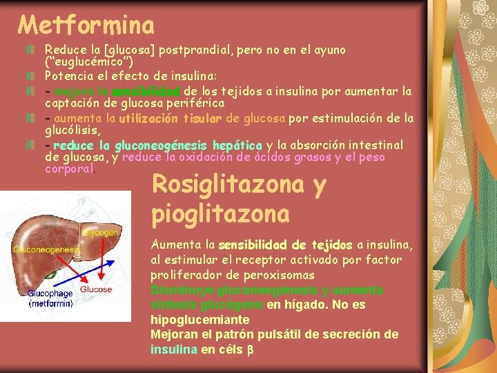 Metformina Reduce la [glucosa] postprandial, pero no en el ayuno (“euglucémico”) Potencia el efecto