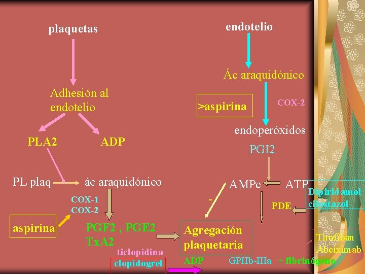 endotelio plaquetas Ác araquidónico Adhesión al endotelio PLA 2 PL plaq endoperóxidos ADP PGI