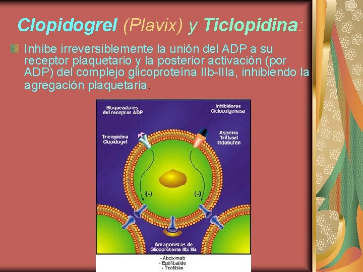 Clopidogrel (Plavix) y Ticlopidina: Inhibe irreversiblemente la unión del ADP a su receptor plaquetario