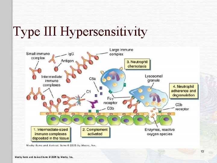 Type III Hypersensitivity 13 Mosby items and derived items © 2006 by Mosby, Inc.