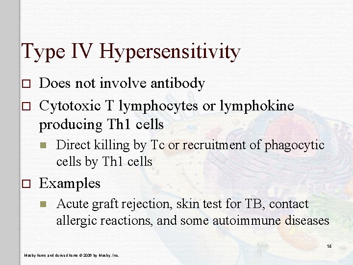 Type IV Hypersensitivity o o Does not involve antibody Cytotoxic T lymphocytes or lymphokine