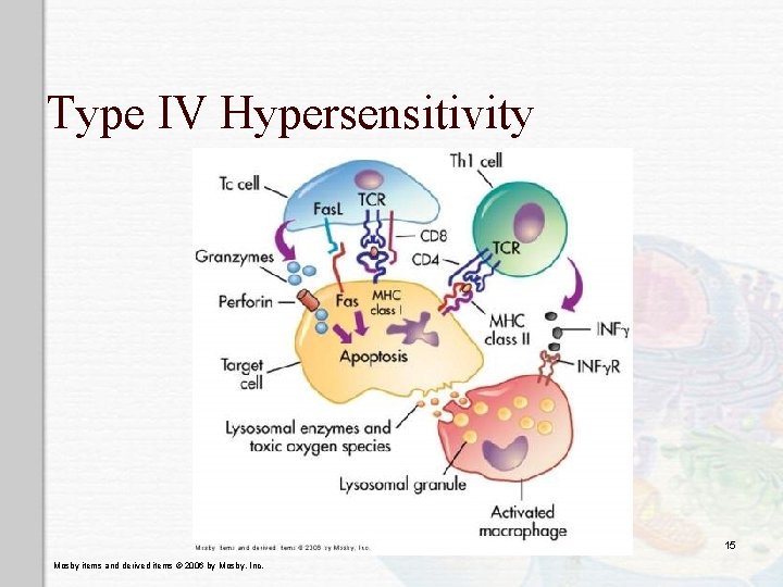 Type IV Hypersensitivity 15 Mosby items and derived items © 2006 by Mosby, Inc.