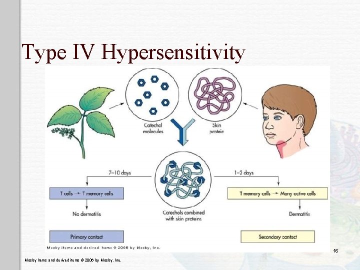 Type IV Hypersensitivity 16 Mosby items and derived items © 2006 by Mosby, Inc.