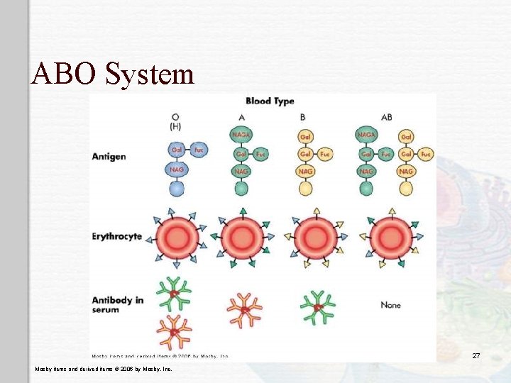 ABO System 27 Mosby items and derived items © 2006 by Mosby, Inc. 