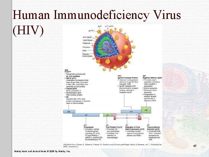 Human Immunodeficiency Virus (HIV) 45 Mosby items and derived items © 2006 by Mosby,