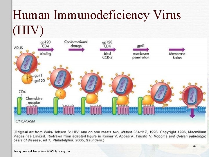 Human Immunodeficiency Virus (HIV) 46 Mosby items and derived items © 2006 by Mosby,