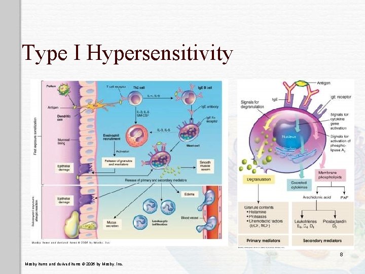 Type I Hypersensitivity 8 Mosby items and derived items © 2006 by Mosby, Inc.