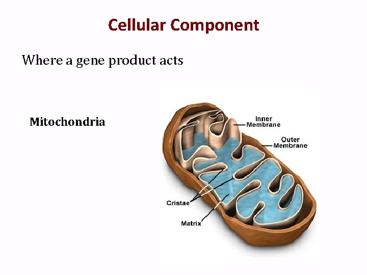 Cellular Component Where a gene product acts Mitochondria 