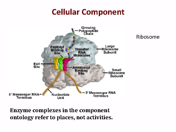 Cellular Component Ribosome Enzyme complexes in the component ontology refer to places, not activities.