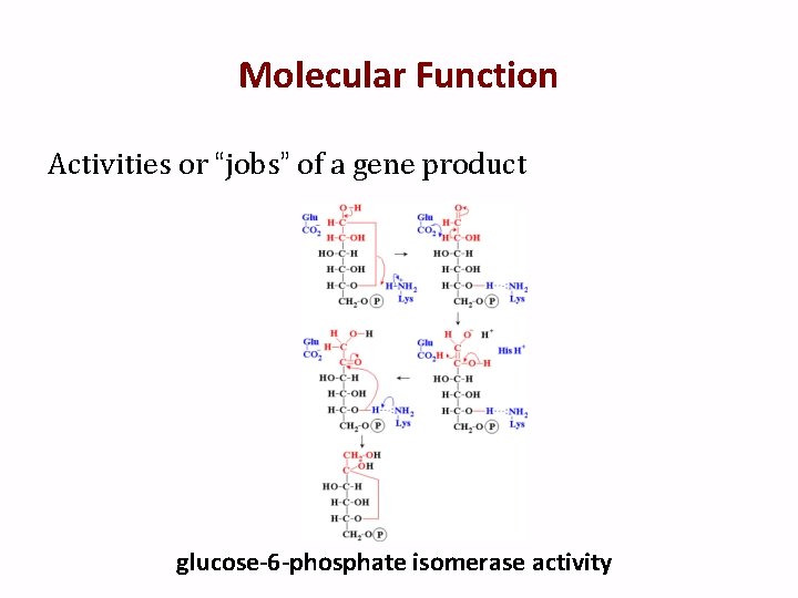 Molecular Function Activities or “jobs” of a gene product glucose-6 -phosphate isomerase activity 