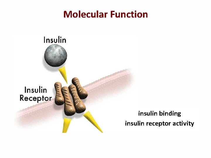 Molecular Function insulin binding insulin receptor activity 