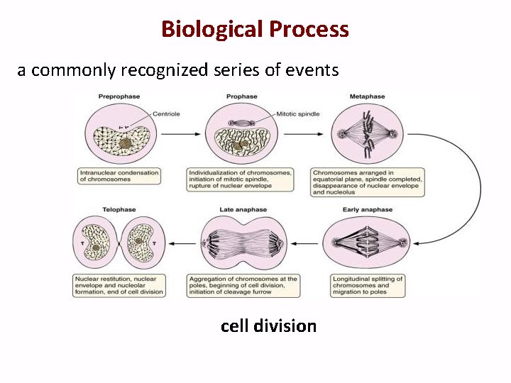 Biological Process a commonly recognized series of events cell division 