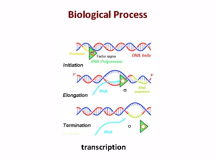 Biological Process transcription 