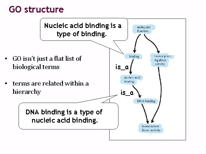 GO structure Nucleic acid binding is a type of binding. • GO isn’t just