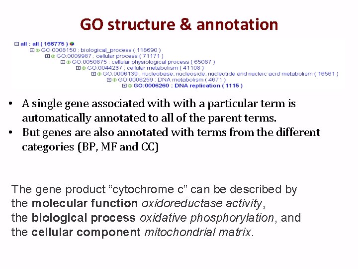 GO structure & annotation • A single gene associated with a particular term is