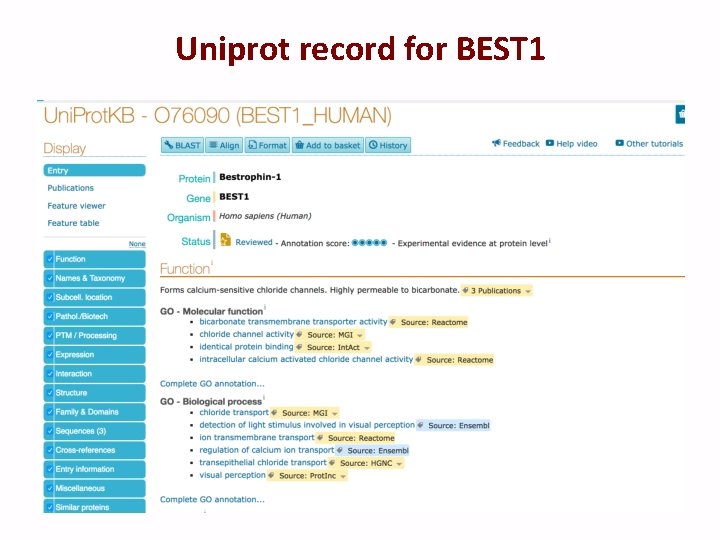 Uniprot record for BEST 1 