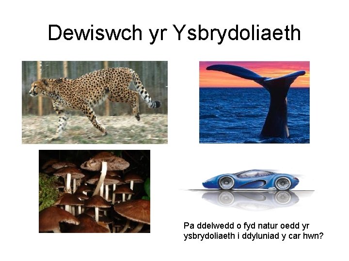 Dewiswch yr Ysbrydoliaeth Pa ddelwedd o fyd natur oedd yr ysbrydoliaeth i ddyluniad y