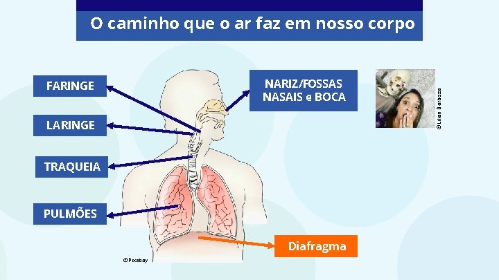 NARIZ/FOSSAS NASAIS e BOCA FARINGE LARINGE TRAQUEIA PULMÕES Diafragma ©Pixabay ©Lilian Barboza O caminho