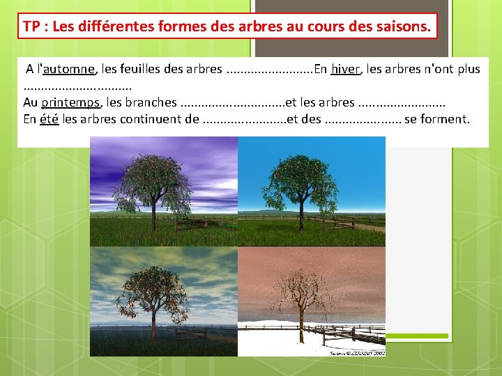 TP : Les différentes formes des arbres au cours des saisons. A l'automne, les