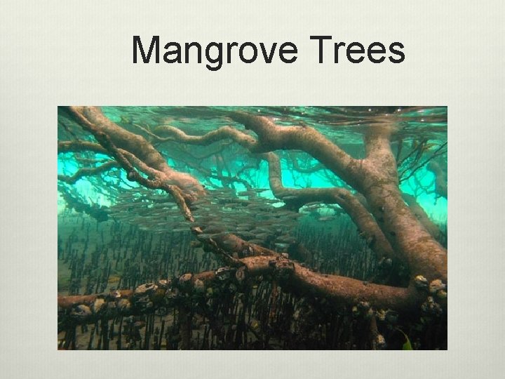 Mangrove Trees 
