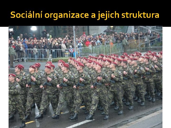 Sociální organizace a jejich struktura 