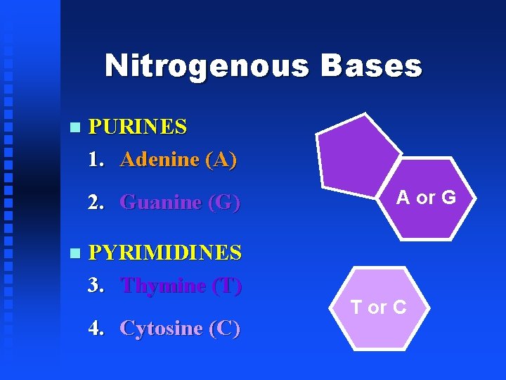 Nitrogenous Bases PURINES 1. Adenine (A) 2. Guanine (G) PYRIMIDINES 3. Thymine (T) 4.