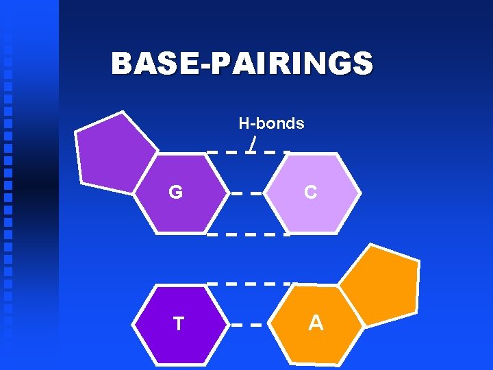 BASE-PAIRINGS H-bonds G C T A 