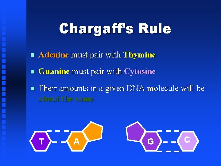 Chargaff’s Rule Adenine must pair with Thymine Guanine must pair with Cytosine Their amounts