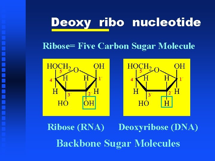 Deoxy ribo nucleotide Ribose= Five Carbon Sugar Molecule 5´ 5´ 1´ 4´ 3´ 2´