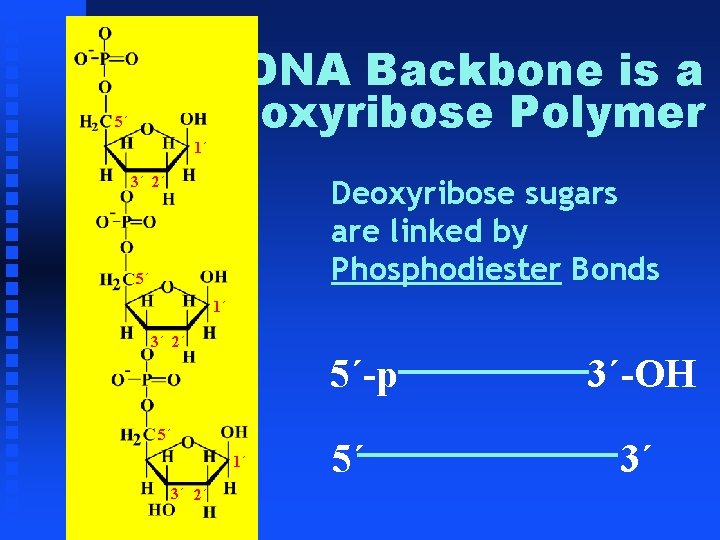 5´ The DNA Backbone is a Deoxyribose Polymer 1´ 3´ 2´ Deoxyribose sugars are