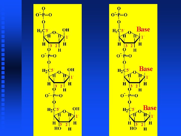 5´ Base 5´ 1´ 1´ 3´ 2´ 5´ 5´ Base 1´ 3´ 2´ 