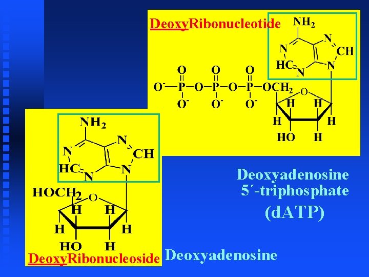 Deoxy. Ribonucleotide Deoxyadenosine 5´-triphosphate (d. ATP) Deoxy. Ribonucleoside Deoxyadenosine 