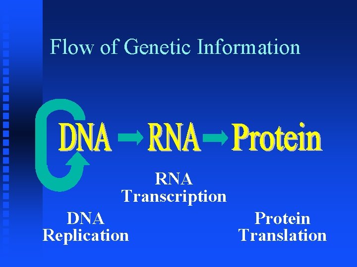 Flow of Genetic Information RNA Transcription DNA Replication Protein Translation 