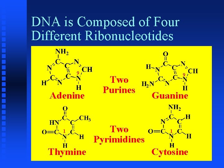 DNA is Composed of Four Different Ribonucleotides 9 Adenine 1 Thymine Two Purines Two