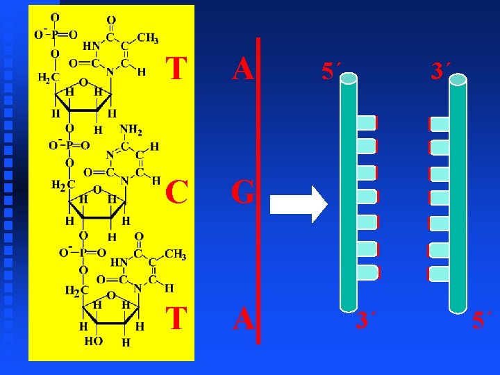 T A C G T A 5´ 3´ 3´ 5´ 