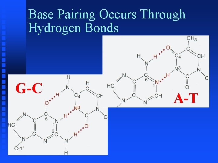 Base Pairing Occurs Through Hydrogen Bonds G-C A-T 