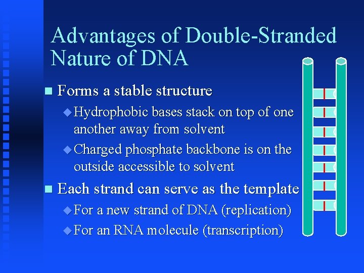 Advantages of Double-Stranded Nature of DNA Forms a stable structure Hydrophobic bases stack on