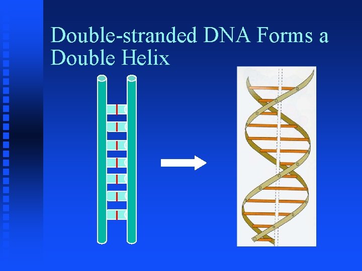 Double-stranded DNA Forms a Double Helix 