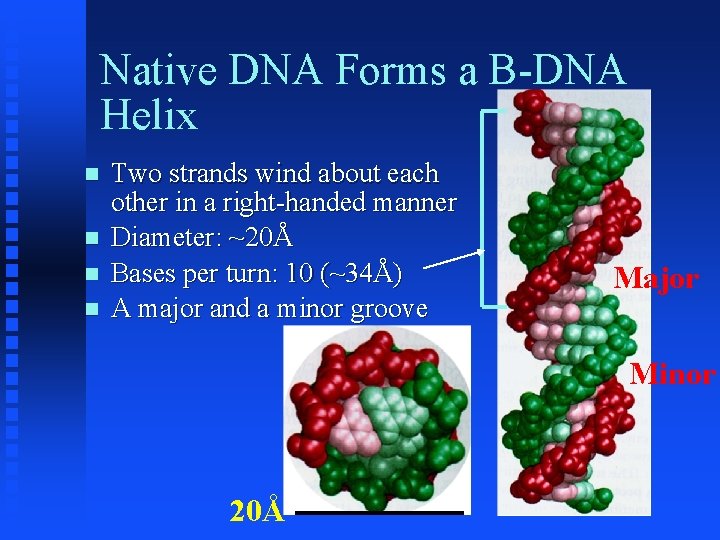 Native DNA Forms a B-DNA Helix Two strands wind about each other in a