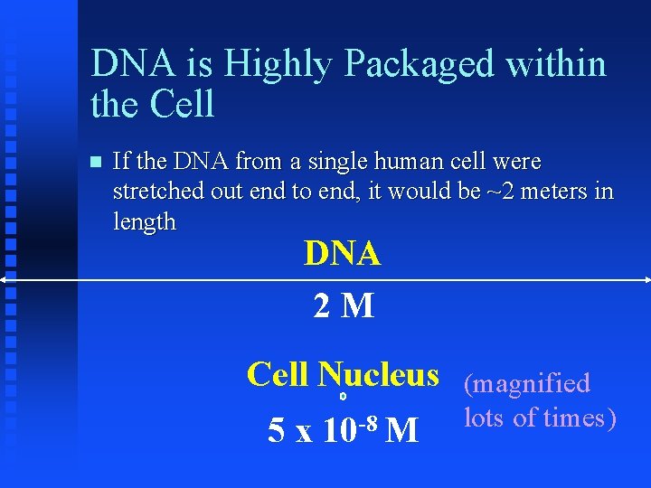 DNA is Highly Packaged within the Cell If the DNA from a single human