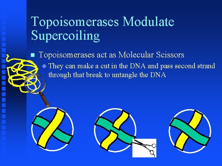 Topoisomerases Modulate Supercoiling Topoisomerases act as Molecular Scissors They can make a cut in
