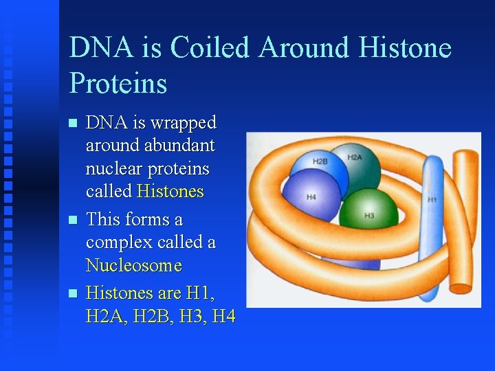 DNA is Coiled Around Histone Proteins DNA is wrapped around abundant nuclear proteins called