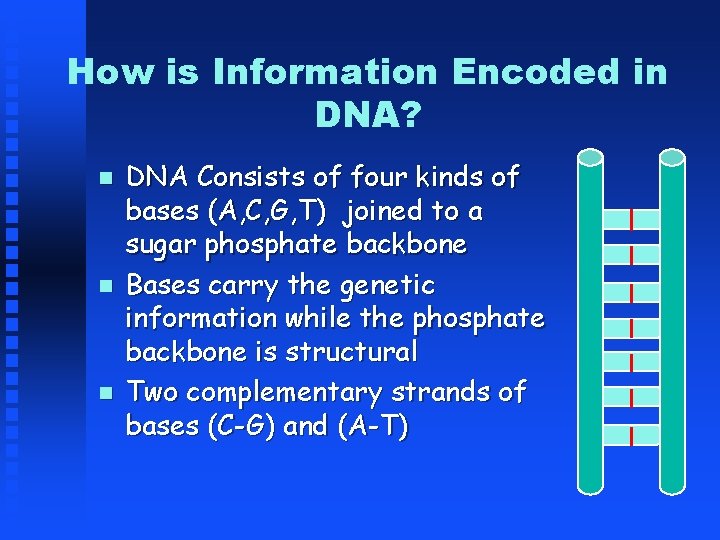 How is Information Encoded in DNA? DNA Consists of four kinds of bases (A,