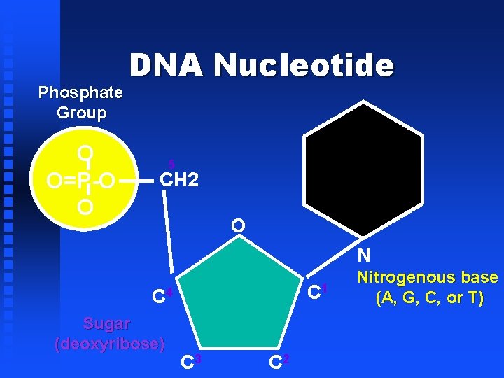 Phosphate Group O O=P-O O DNA Nucleotide 5 CH 2 O N C 1